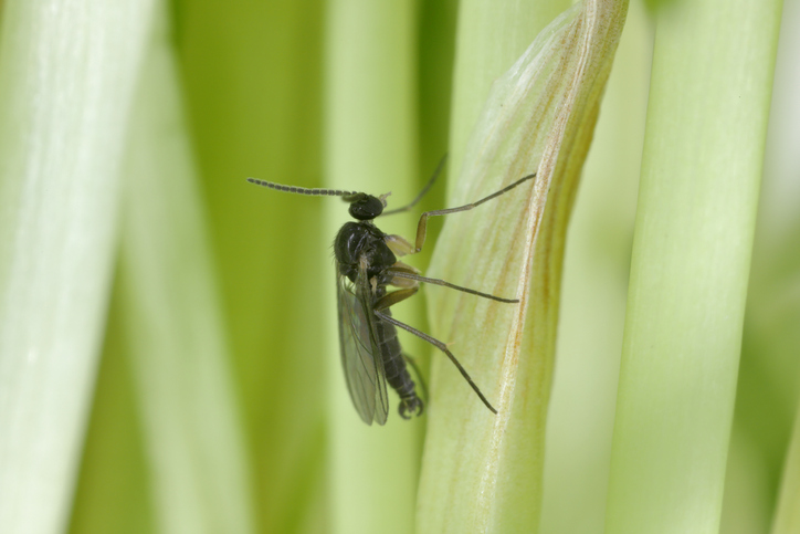 Adult of Dark-winged fungus gnat, Sciaridae on the soil. These are common pests that damage plant roots, are common pests of ornamental potted plants in homes