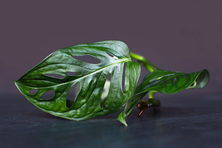 close up of a single exotic tropical monstera adansonii also sold as obliqua or acuminata small windowleaf cheese plant leaf