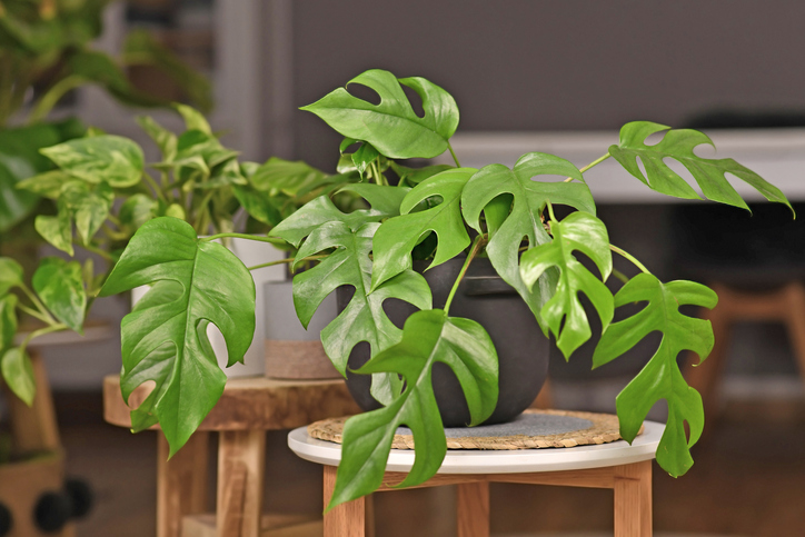 Exotic 'Rhaphidophora Tetrasperma' houseplant with small leaves with holes in black flower pot