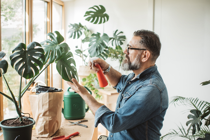 misting monstera