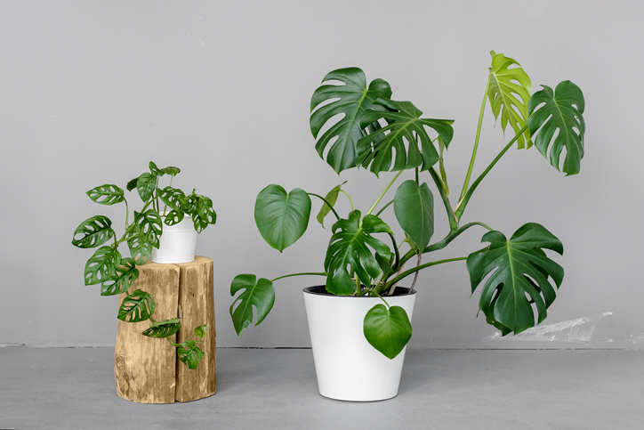 monstera deliciosa and monstera monkey mask in a white pots stands on a grey background the concept of minimalism stylish and minimalistic urban jungle interior