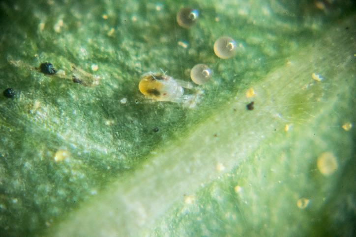 Spider Mites