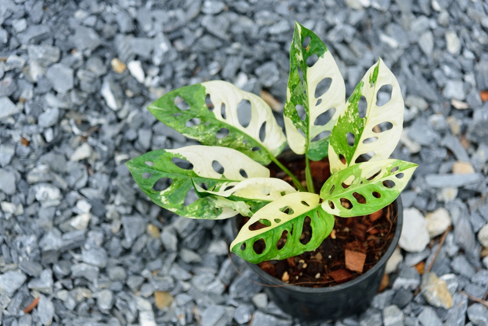 Monstera Adansonii Variegata