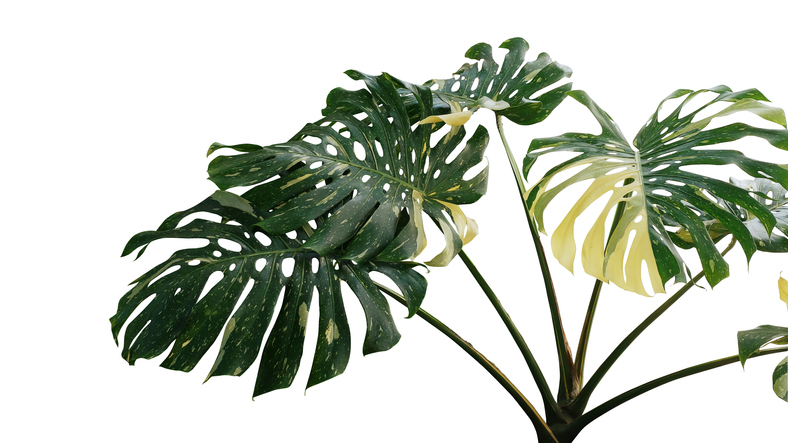 Monstera Albo