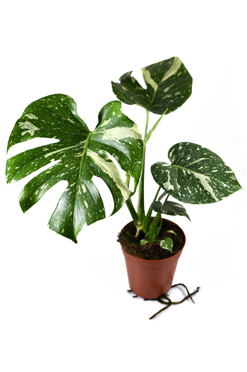 Monstera Albo