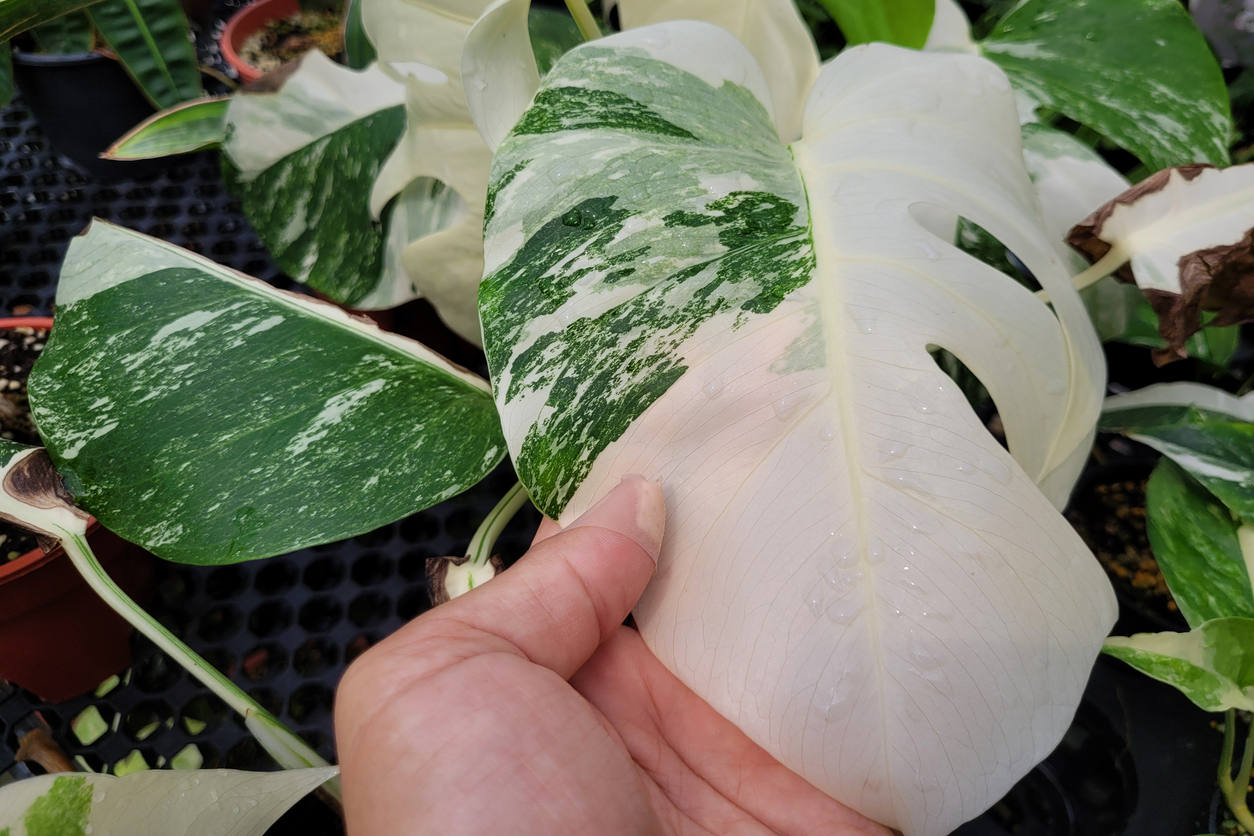 Monstera Delicious Albo