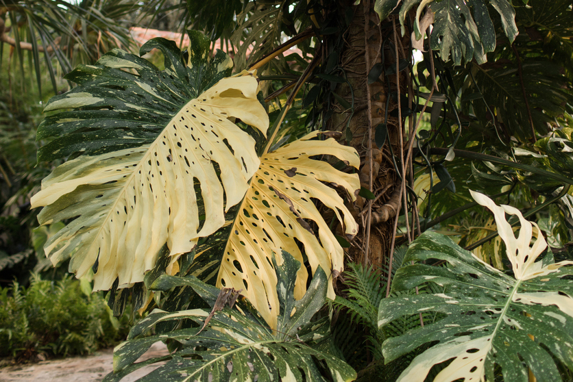 Rare Tropical White Variegated Monstera Deliciosa "Albo" Plant in Palm Beach, Florida