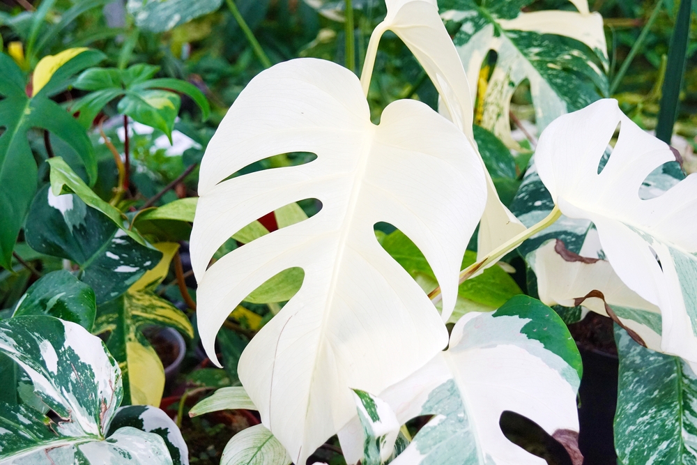 Monstera Deliciosa Albo Variegata