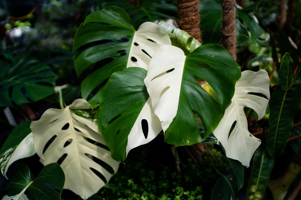 Monstera Deliciosa Albo Variegata