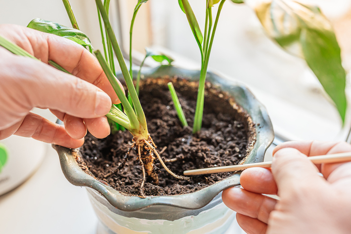 checking for root rot