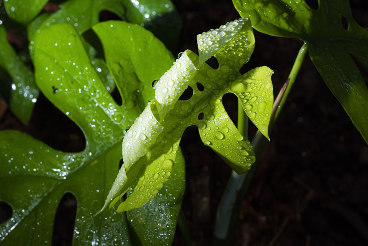 Monstera Minima