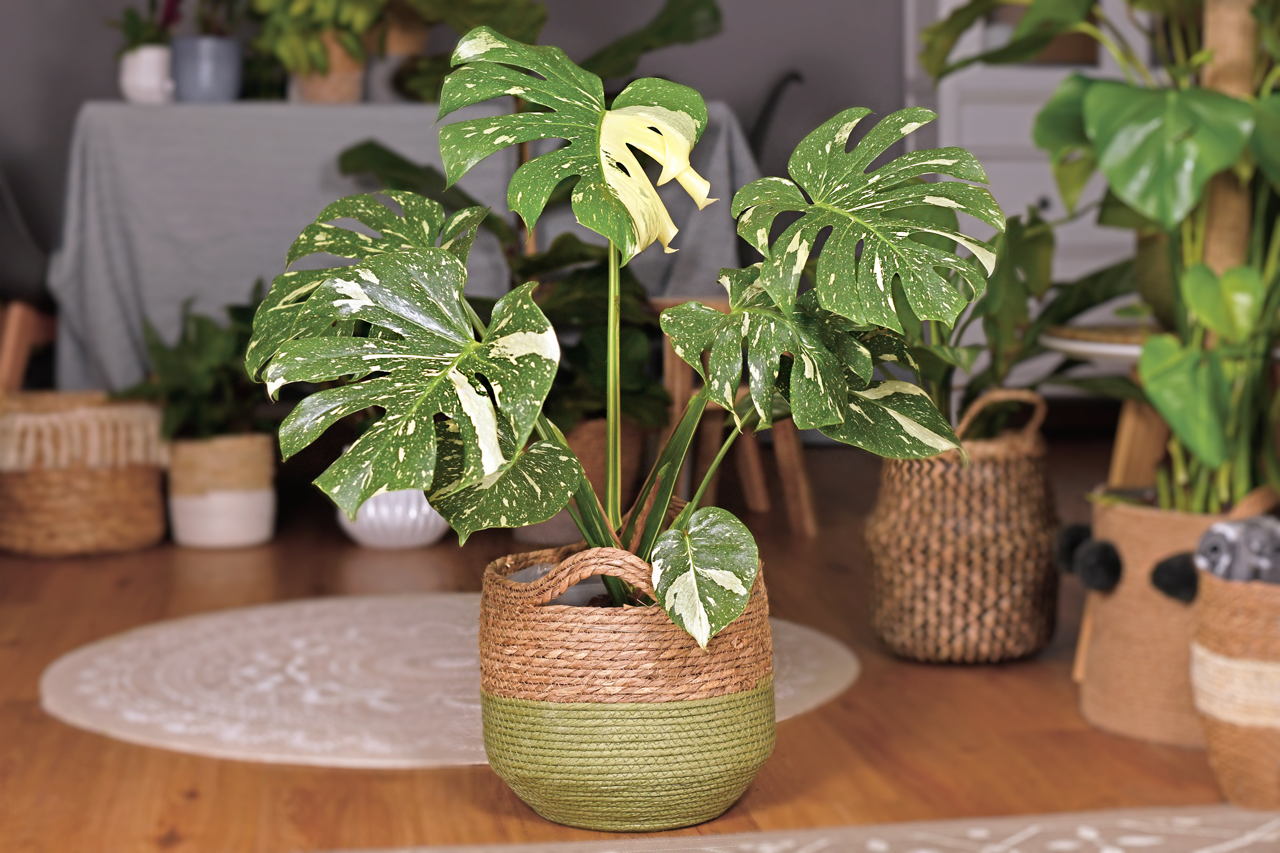 Large variegated tropical 'Monstera Deliciosa Thai Constellation' house plant with beautiful white sprinkled leaves in basket flower pot in living room