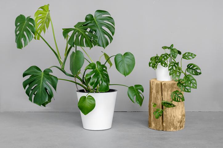 Monstera deliciosa and Monstera Monkey Mask in a white pots stands on a grey background. The concept of minimalism. Stylish and minimalistic urban jungle interior.