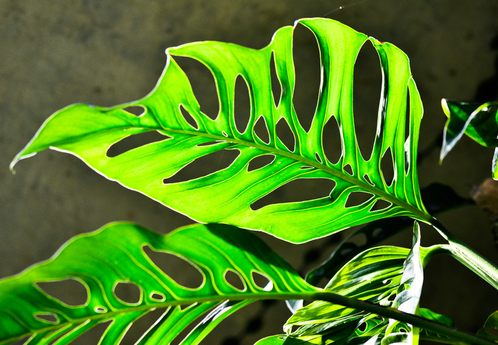 Monstera Esqueleto