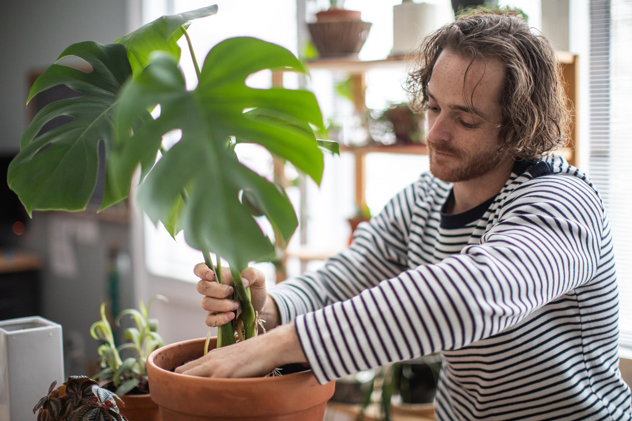 Indoors Gardening, Young Redhead Man Potting An Exotic Plant, Monstera Deliciosa