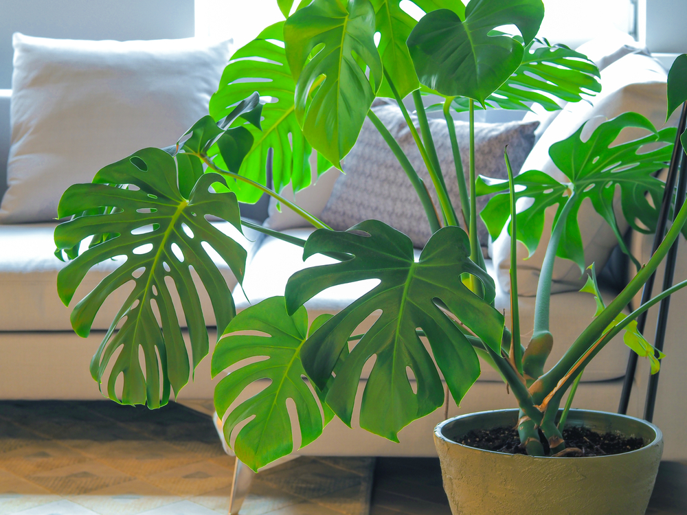 Monstera Healthy