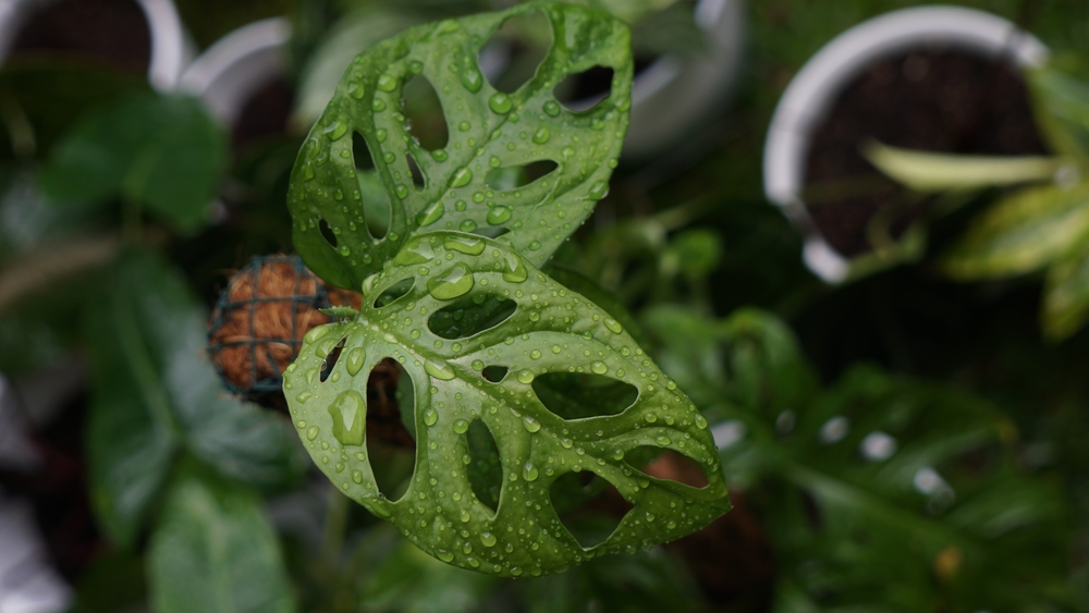 Monstera adansonii