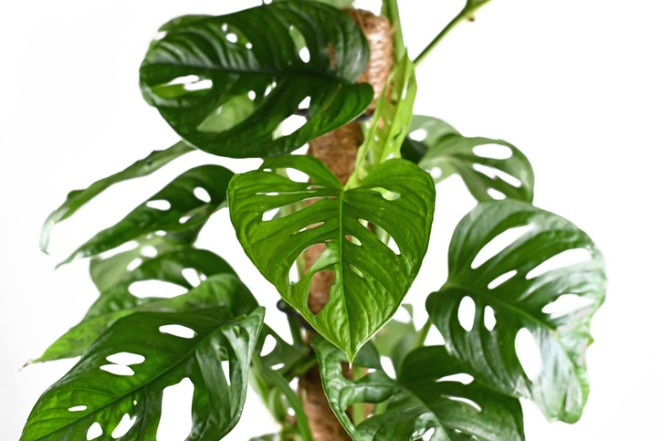 Monstera Moss Pole