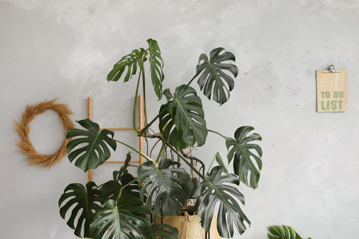 Monstera