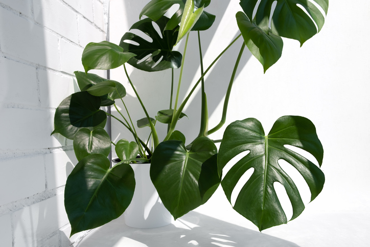 Monstera Moss Pole