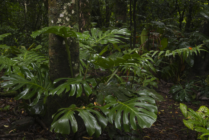 Monstera outdoors