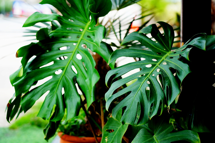 Mature Monstera Deliciosa