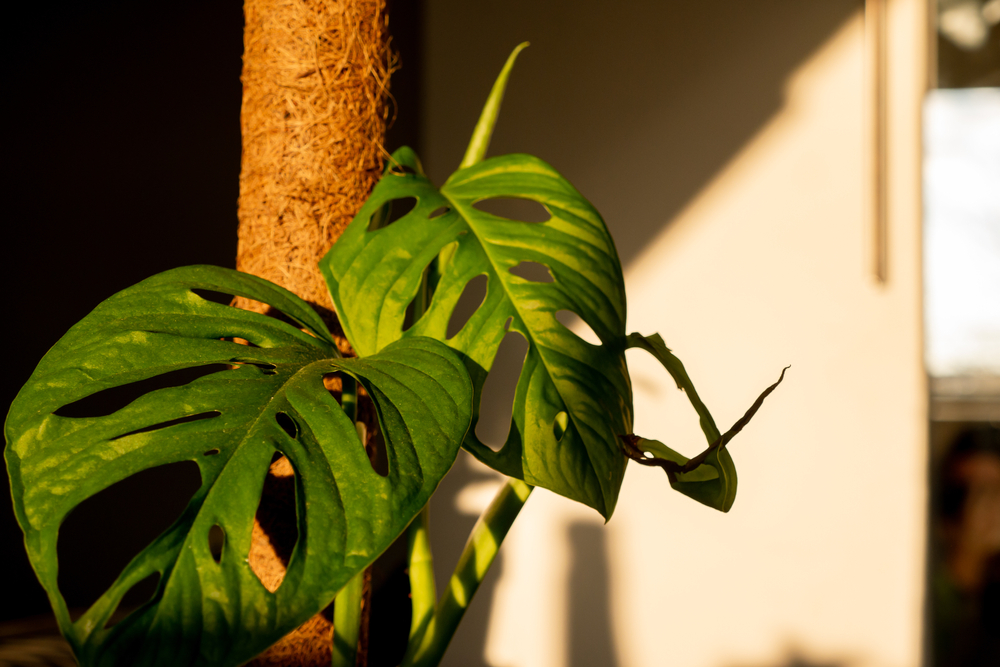 Monstera Moss Pole