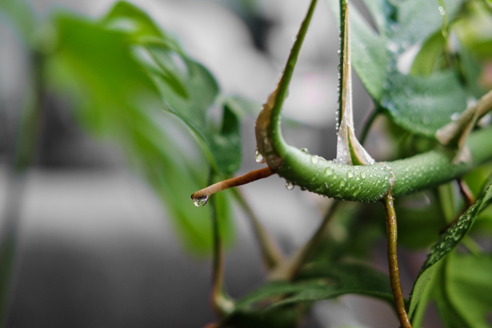 Monstera aerial roots new growth