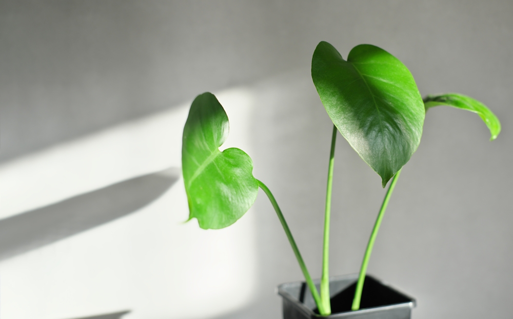 Young Monstera Leaves