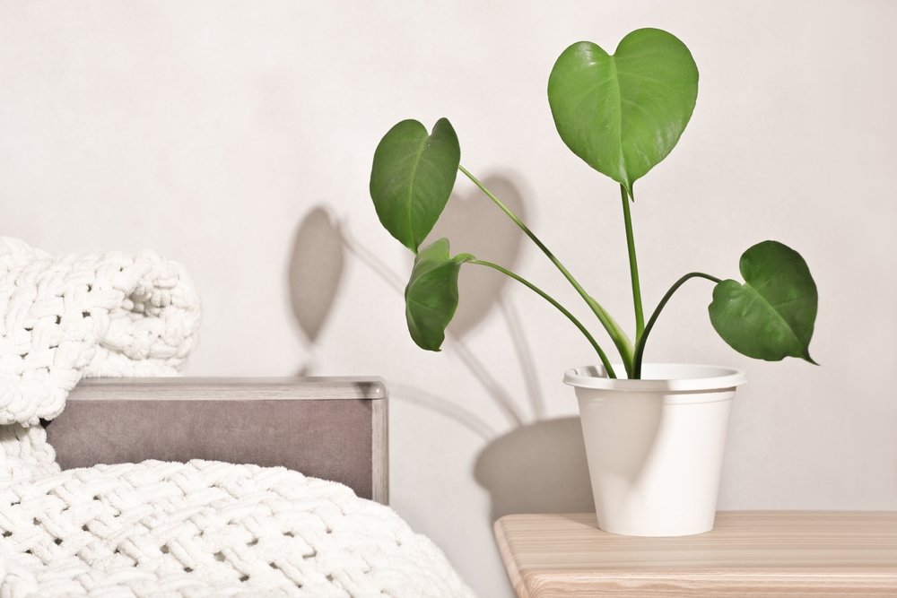 Young Monstera in a pot