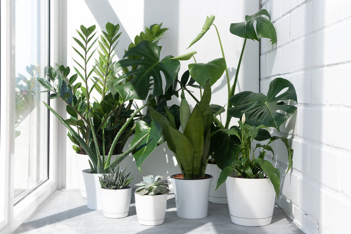 A collection of different house plants: cacti, succulents, monstera deliciosa, spathiphyllum