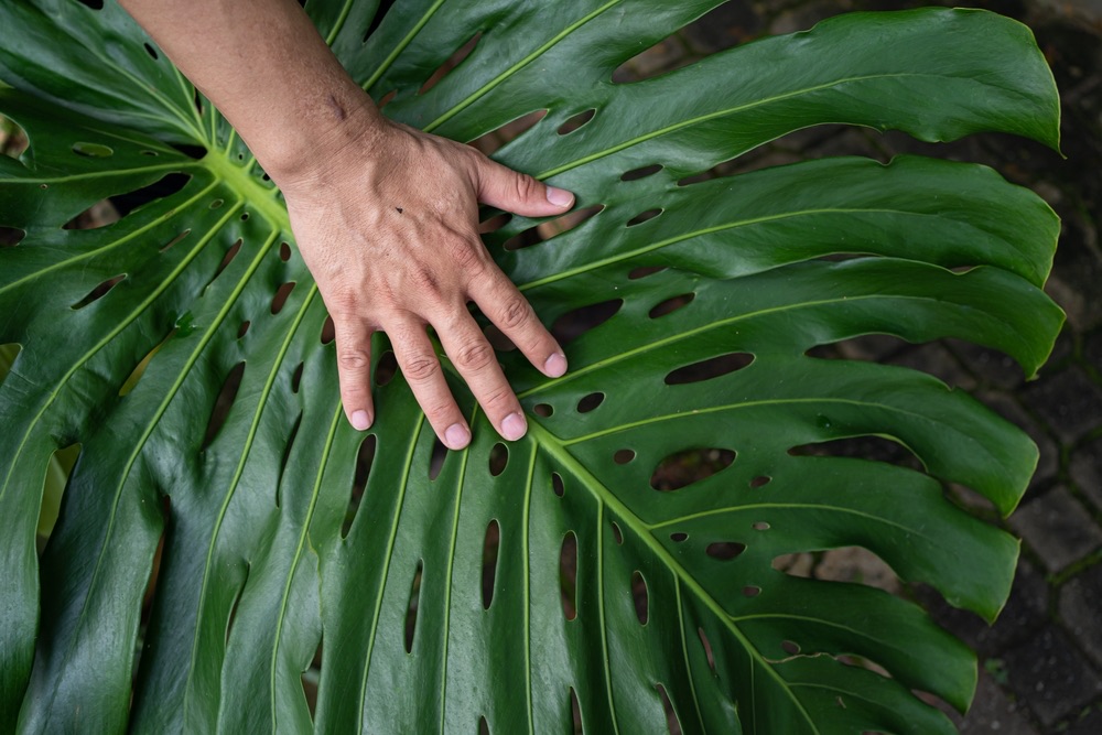 Mature Monstera leaf with hand for scale