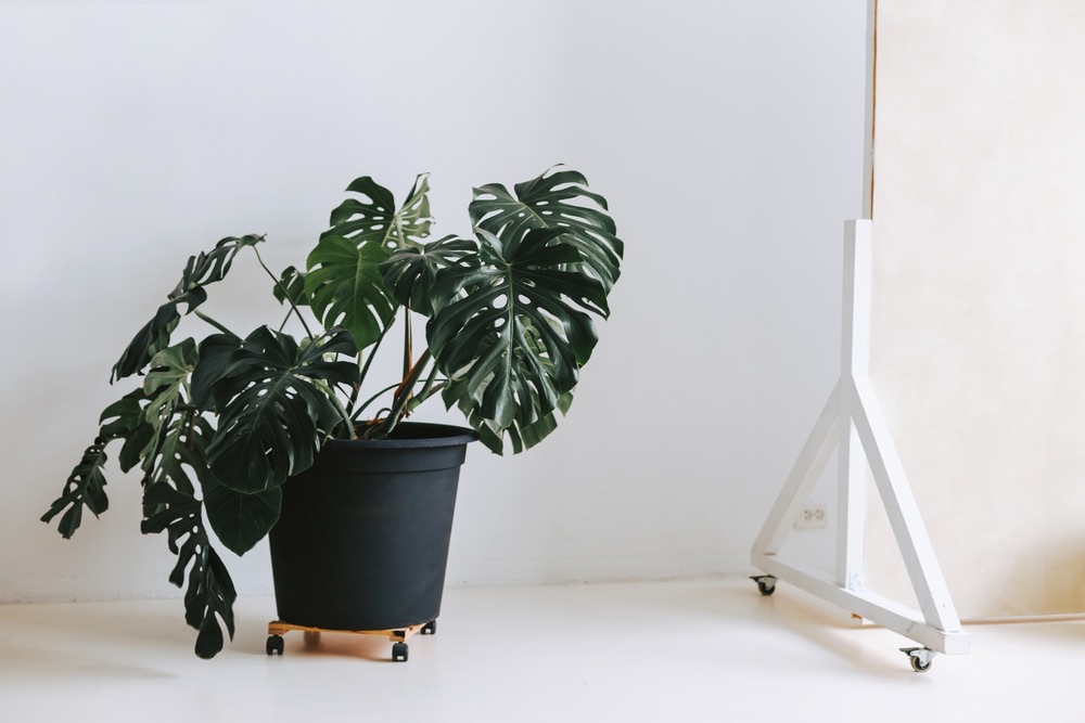 Mature indoor Monstera plant