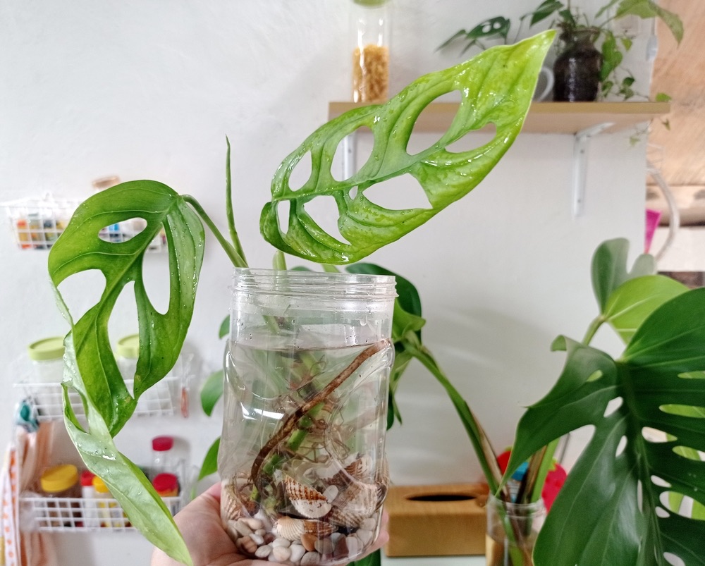 Monstera Leaf aesthetic