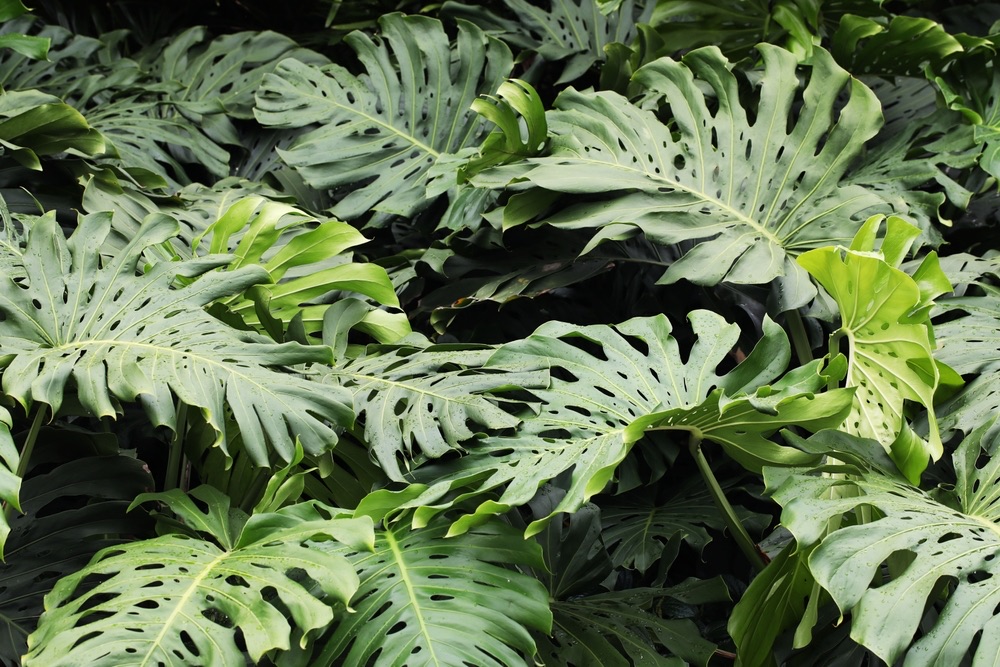 Mature Monstera Plant