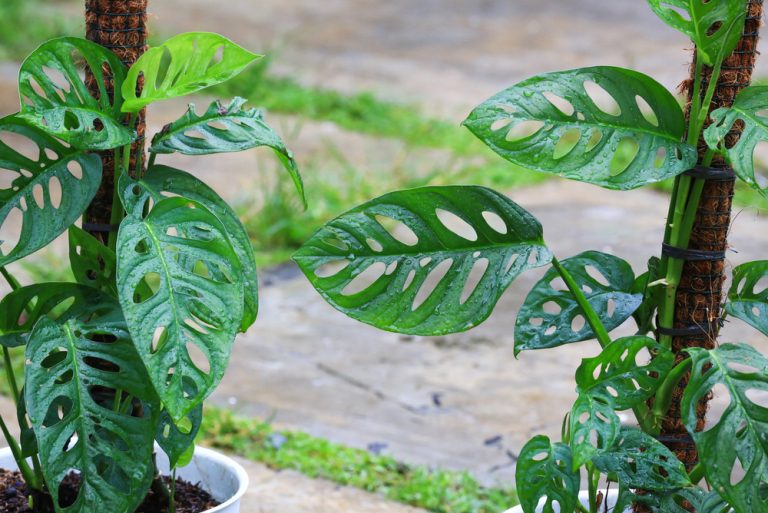 Monstera Amydrium vs. Monstera Adansonii (Key Similarities and