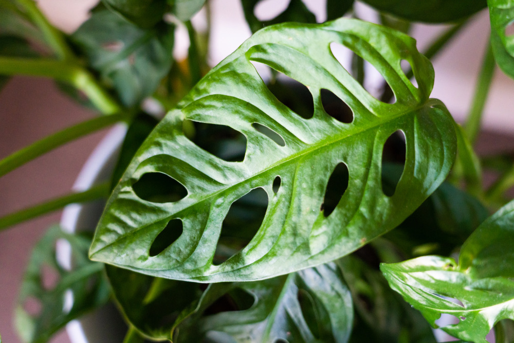 Monstera Monkey Mask leaf closeup