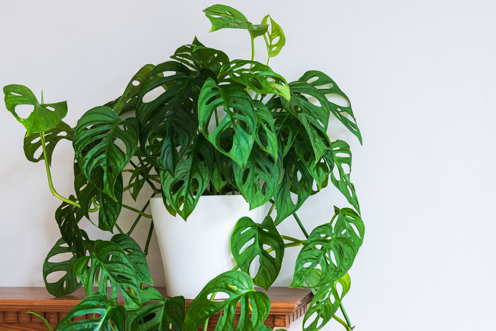 Monstera Adansonii in white plastic pot