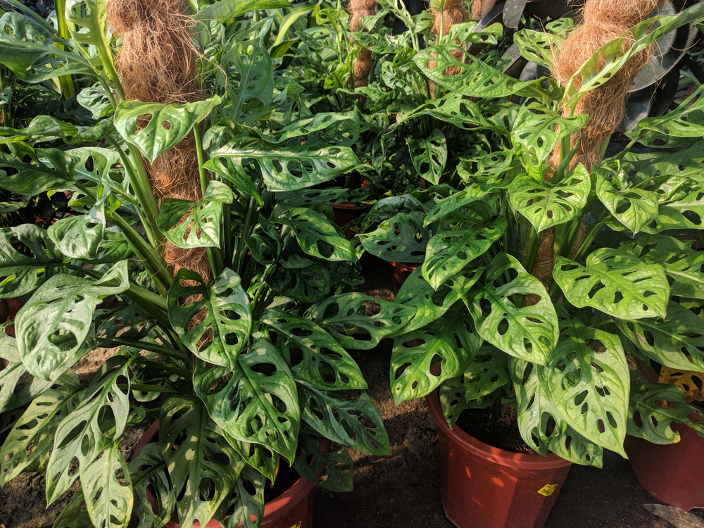 climbing Monstera Adansonii plants