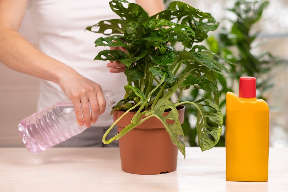 watering a Monstera Adansonii plant