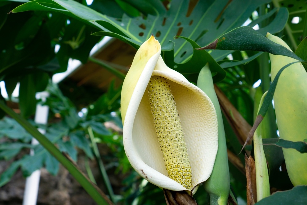 Monstera Spadix