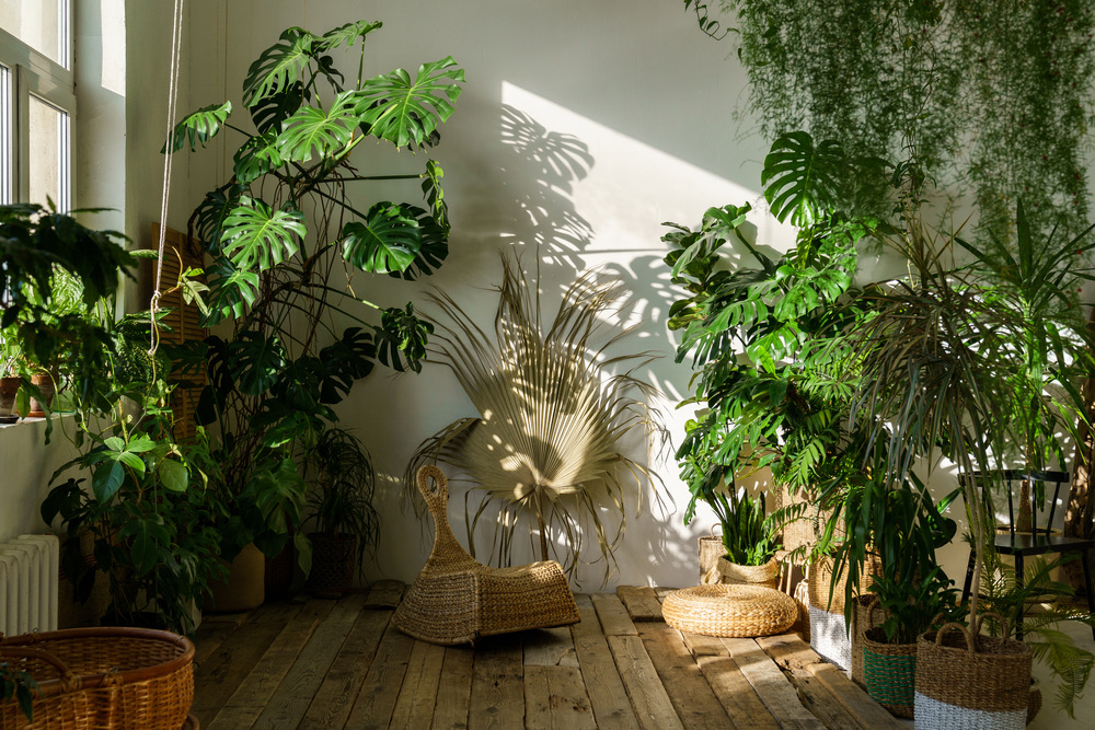 Monstera in bright indirect light