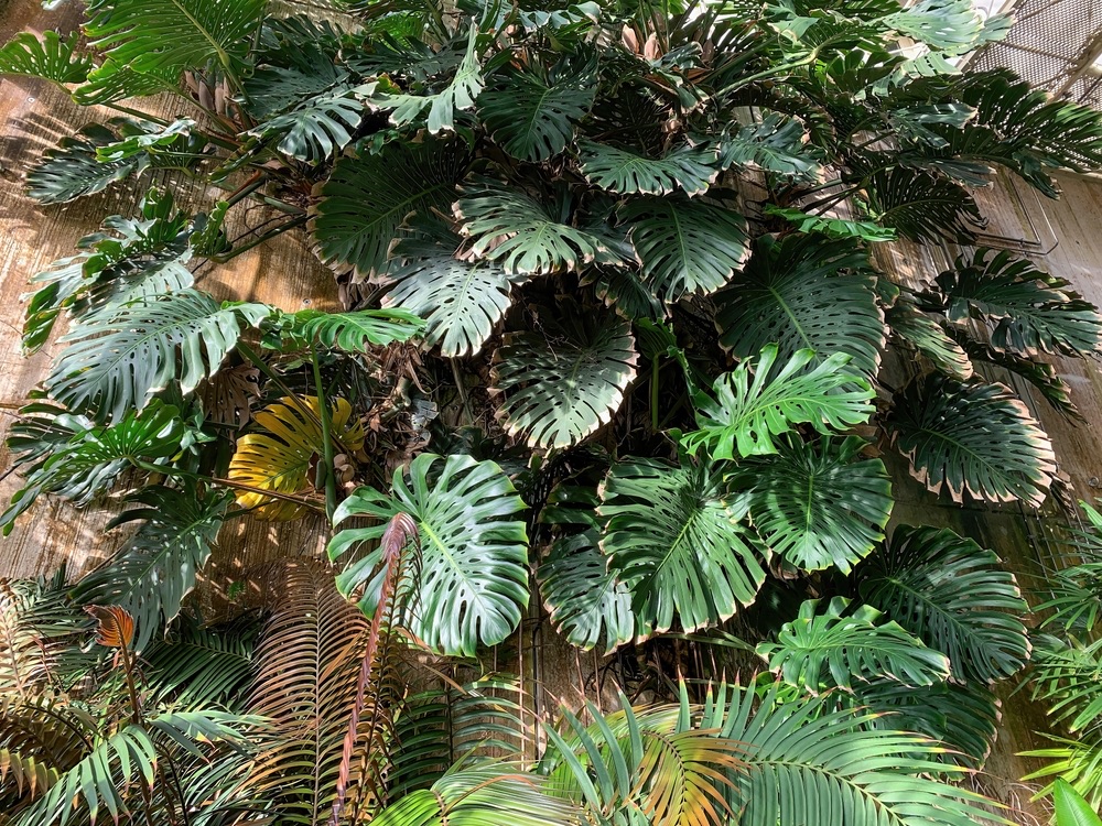 Monstera thriving outside