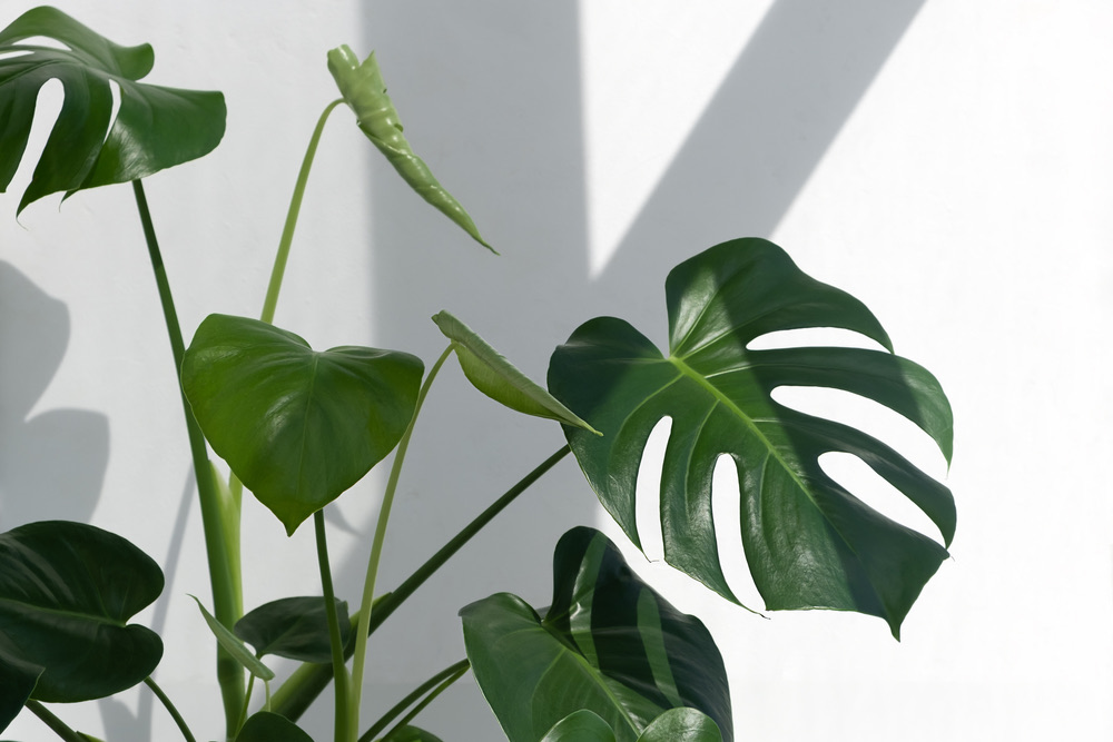 How To Cut Leaves Off A Monstera? (Step By Step Guide) - Foliage Friend ...