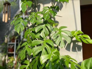 Monstera Adansonii vs. Rhaphidophora Tetrasperma (Key Differences ...