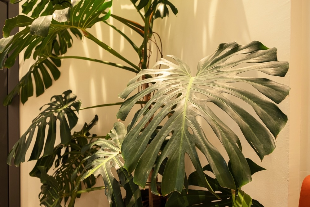 How To Cut Leaves Off A Monstera? (Step By Step Guide) Foliage Friend