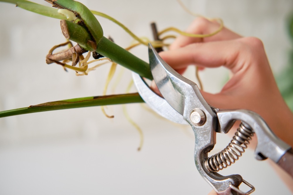 pruning a Monstera