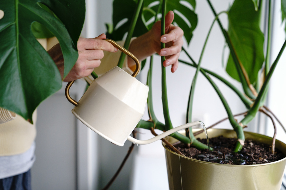 watering a Monstera pot