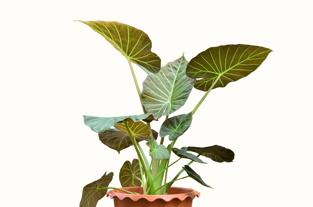 Alocasia on a decorative plastic pot