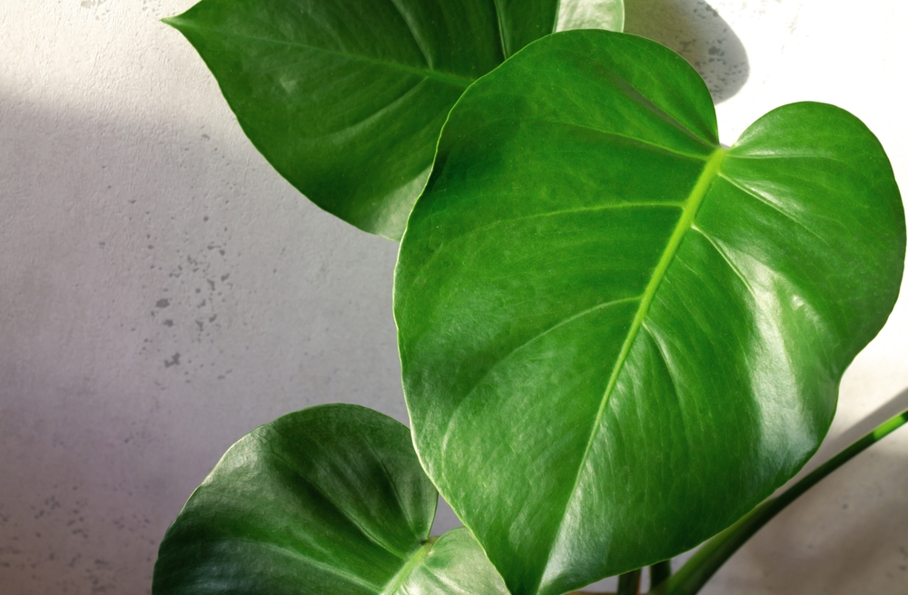 Monstera,Houseplant,Leaf,Close-up.,Monstera,Without,Holes,On,The,Leaves.